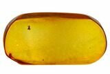 Fossil Fly (Diptera) In Baltic Amber - Jewelry Quality #128347-1